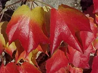 Herbstblätter — Bild von Werner Näf.
Zur Verfügung gestellt von www.kirchenweb.ch -
Internet- und Kommunikationsplattform für Kirchen, Kirchgemeinden, Pfarreien und kirchliche Organisationen.