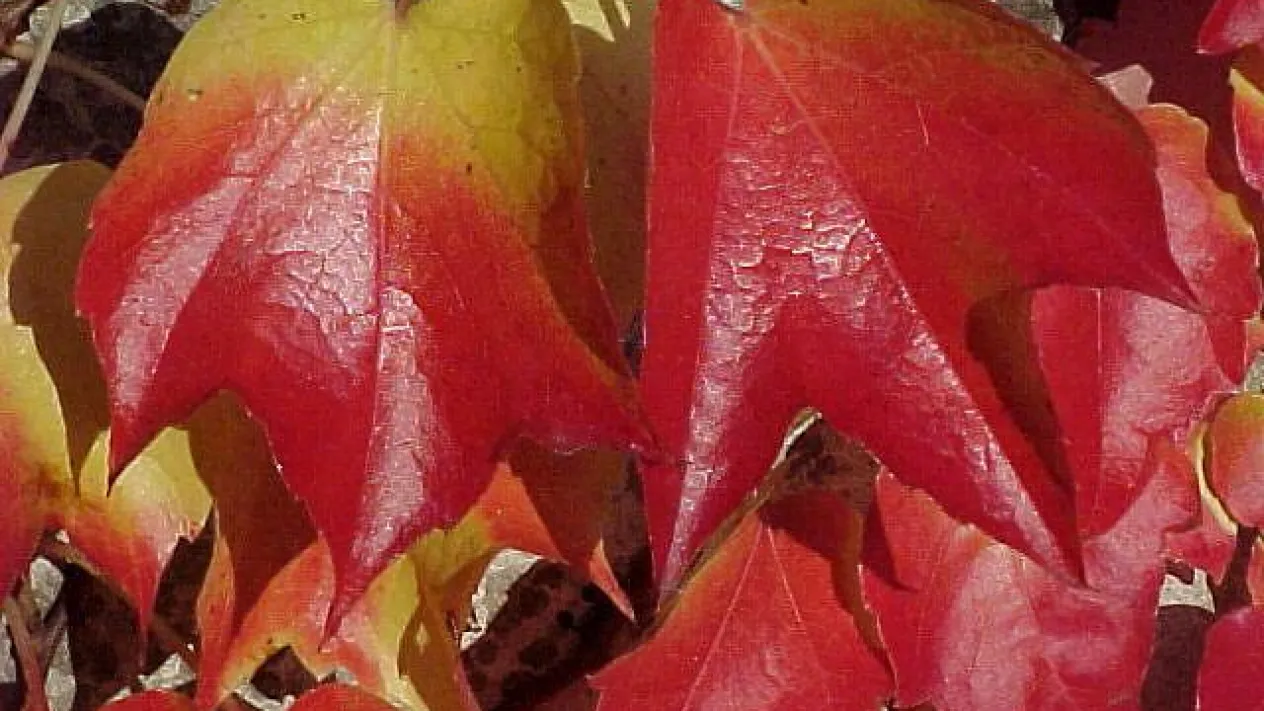 Herbstblätter (Foto: Kirchenweb Bilder) Herbstblätter (Foto: Kirchenweb Bilder)